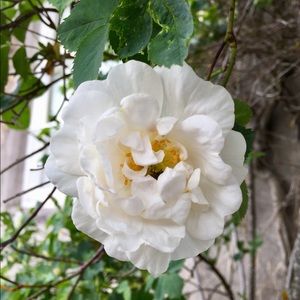 Meet your Posher, Shelby